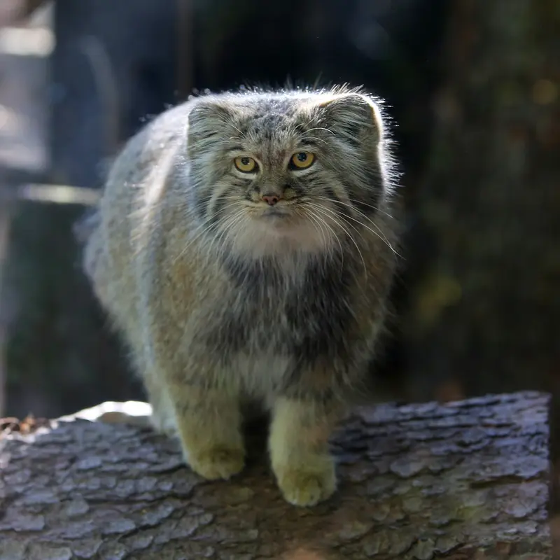 A photograph of Aysen in Košice Zoo