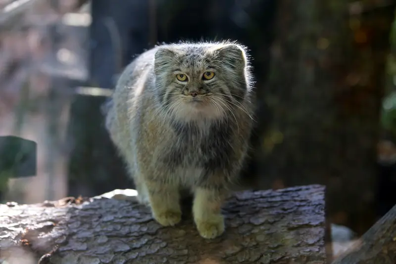 A photograph of Aysen in Košice Zoo
