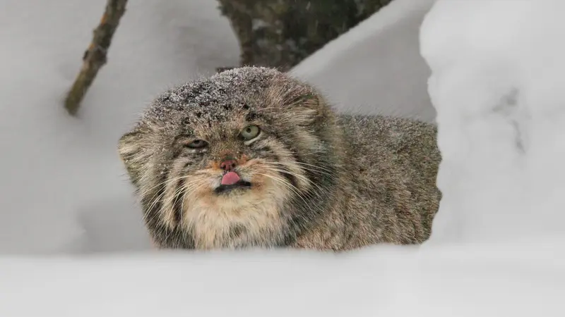 A video of Innokenty in Center for the reproduction of rare species of animals
