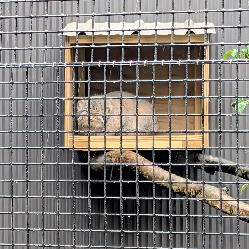 A photograph of Reza in Elmwood Park Zoo