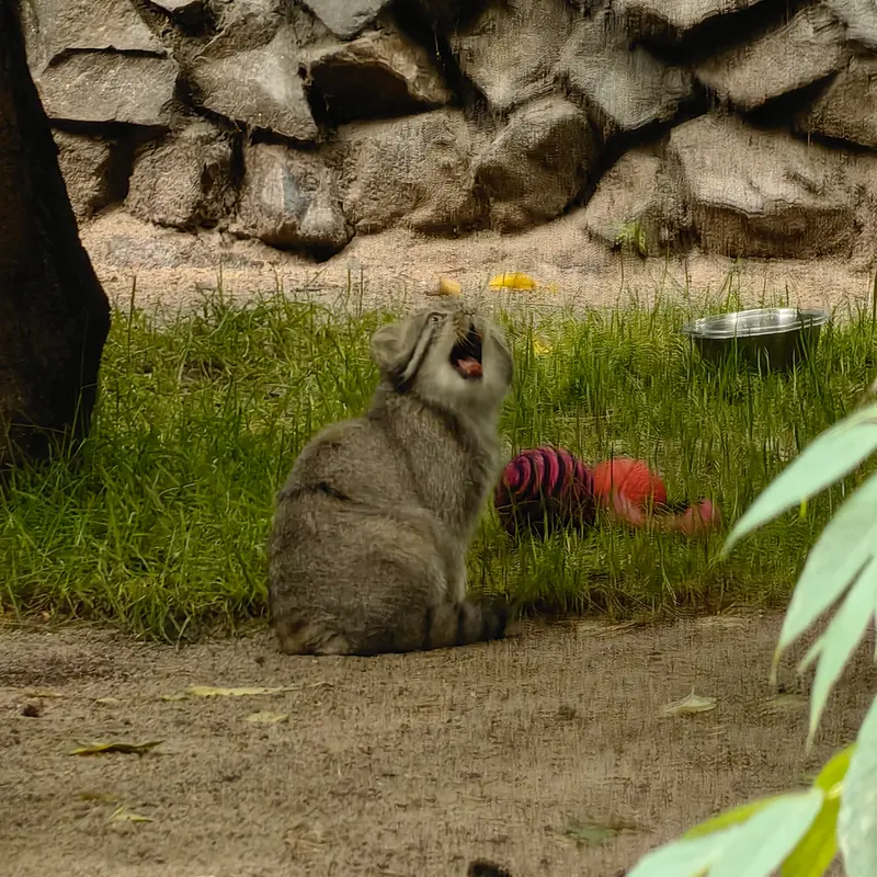 A photograph of Ginger in Novosibirsk Zoo