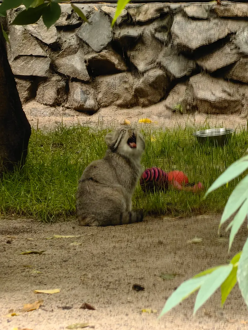 A photograph of Ginger in Novosibirsk Zoo