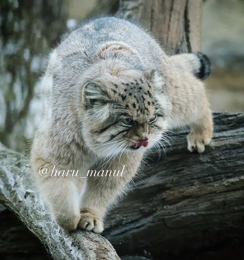 A photograph of Bor in Nasu Animal Kingdom