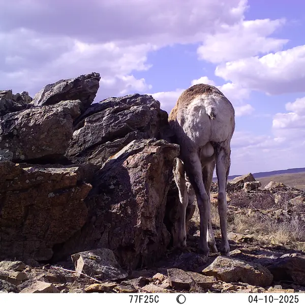 A photograph of Argali from Karashoky camera trap