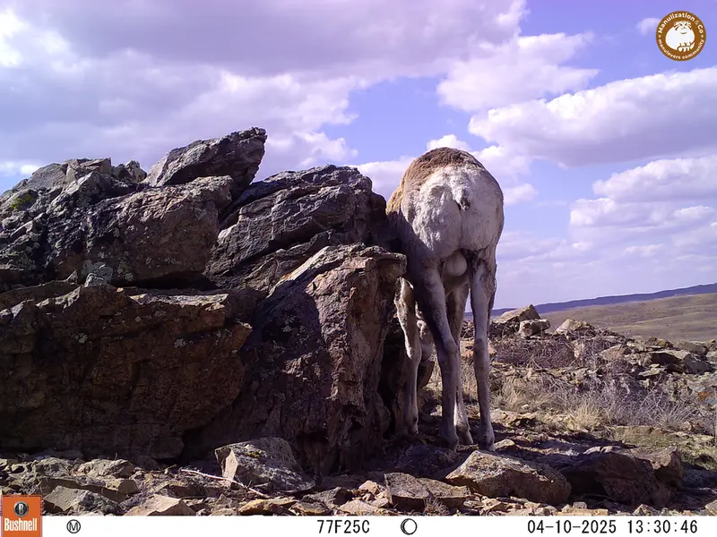 A photograph of Argali from Karashoky camera trap