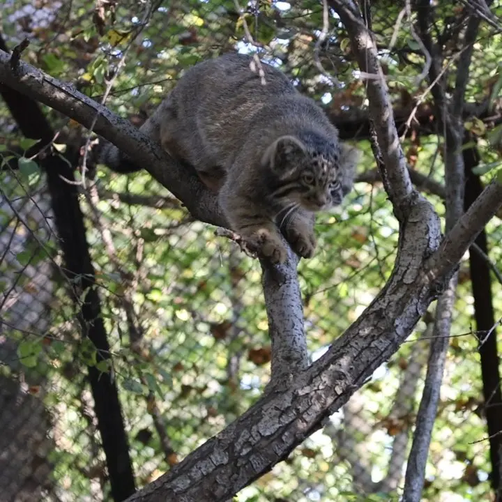 A photograph of a Pallas's cat in Novosibirsk Zoo