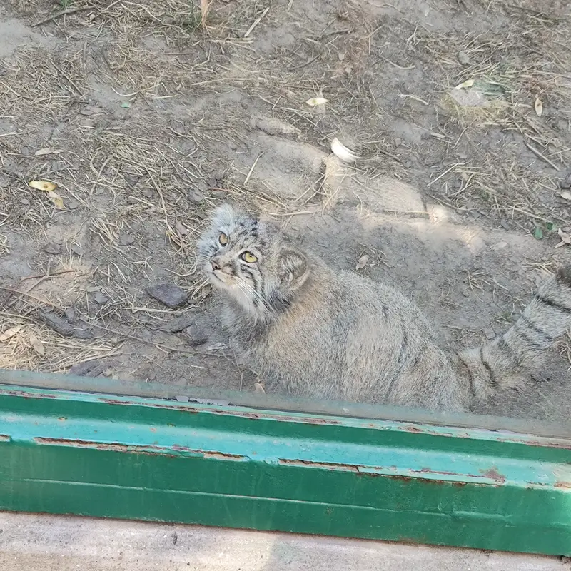 A photograph of Boris Ⅱ in Budapest Zoo & Botanical Garden