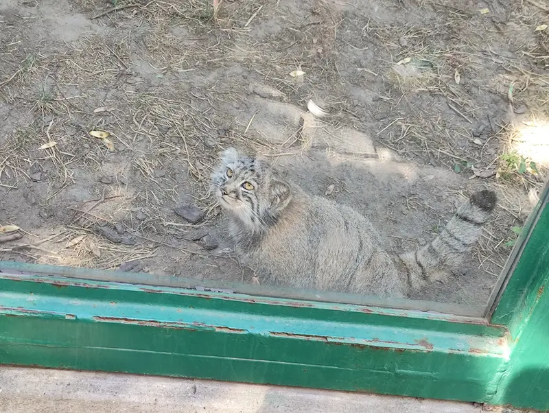 A photograph of Boris Ⅱ in Budapest Zoo & Botanical Garden