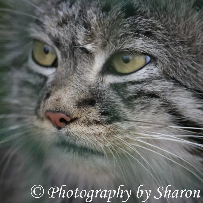 A photograph of Tula in The Big Cat Sanctuary