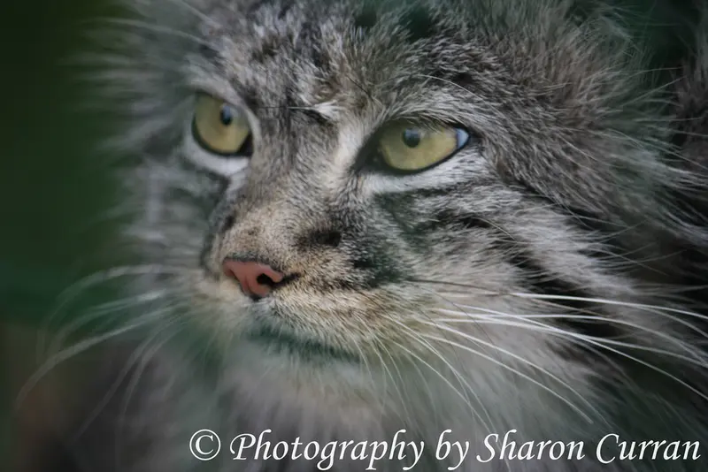 A photograph of Tula in The Big Cat Sanctuary