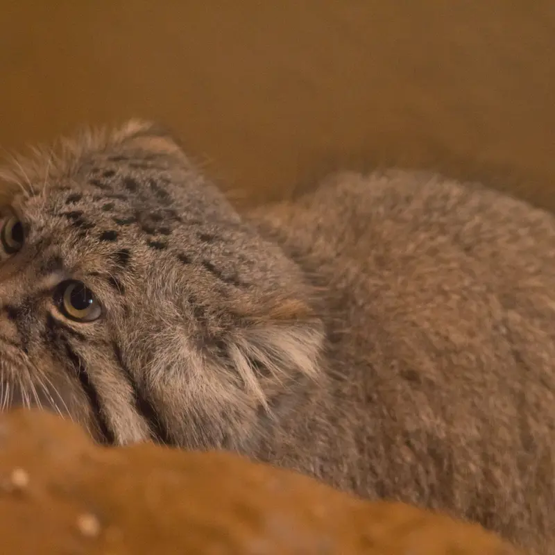 A photograph of Lotos in Saitama Children's Zoo