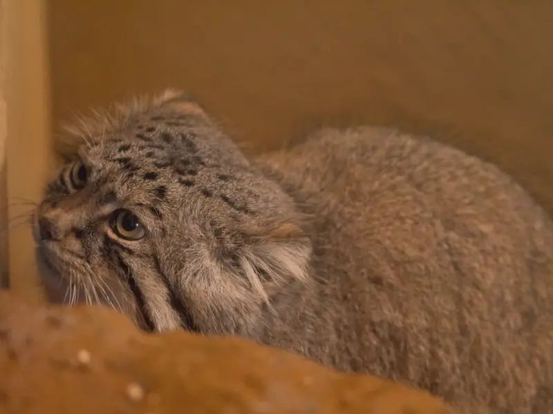 A photograph of Lotos in Saitama Children's Zoo