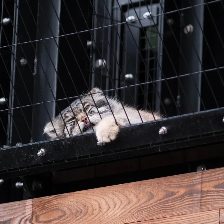 A photograph of Grusha in Asahiyama Zoo