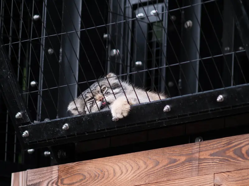 A photograph of Grusha in Asahiyama Zoo