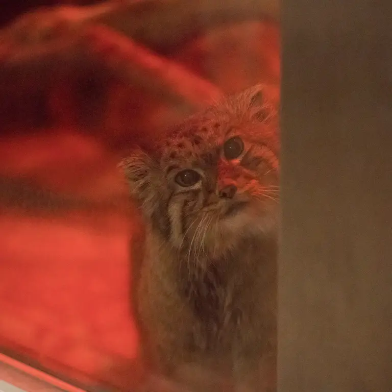 A photograph of Naim in Ueno Zoological Gardens
