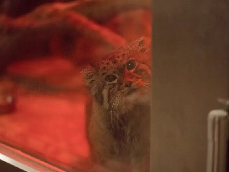 A photograph of Naim in Ueno Zoological Gardens