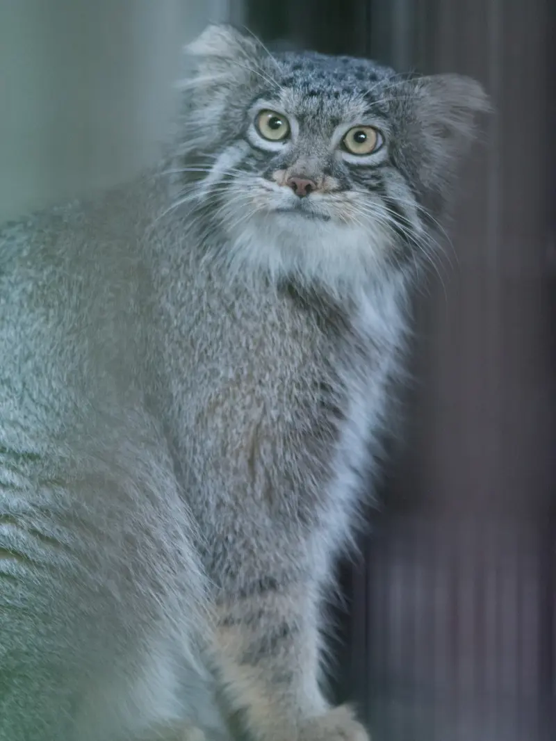 A photograph of Figa in Nogeyama Zoo