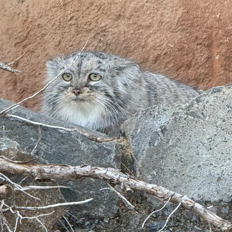A photograph of Prinsessa in Prague Zoo