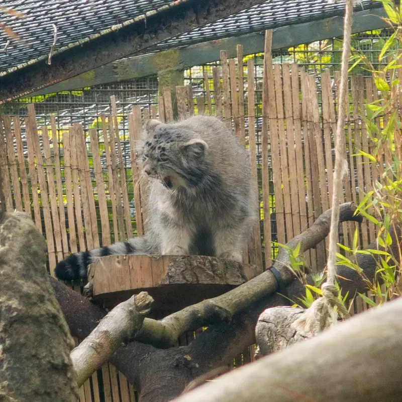 A photograph of Akiko in Edinburgh Zoo