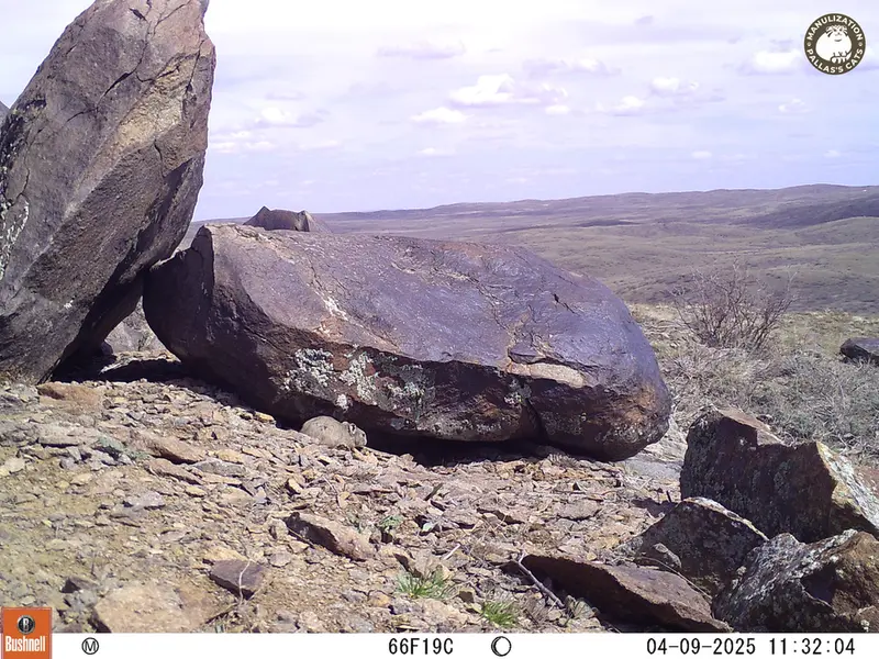 A photograph of Kazakh pika from Koshkar camera trap
