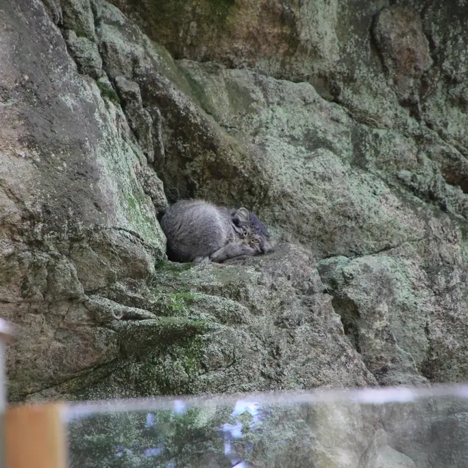 A photograph of Zaya in Nordens Ark