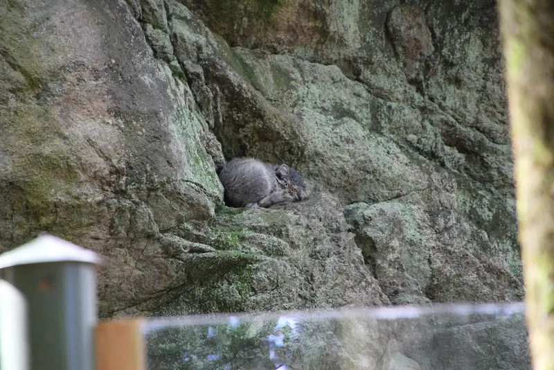 A photograph of Zaya in Nordens Ark