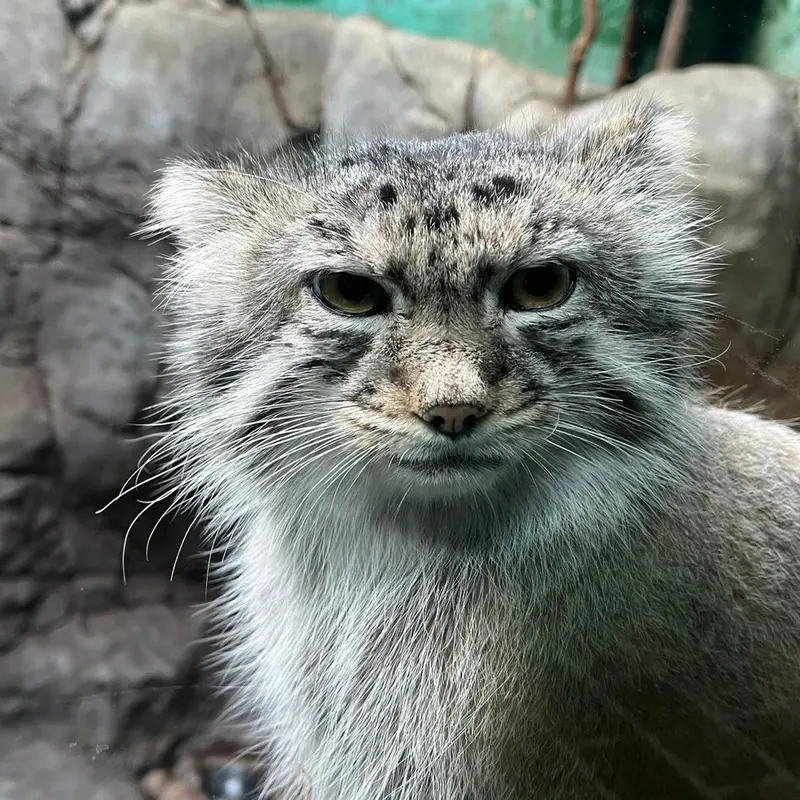 A photograph of Phyllaris in Birmingham Zoo