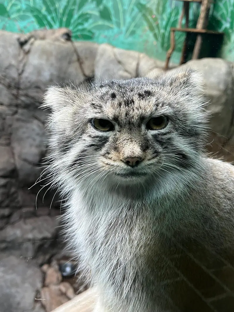 A photograph of Phyllaris in Birmingham Zoo