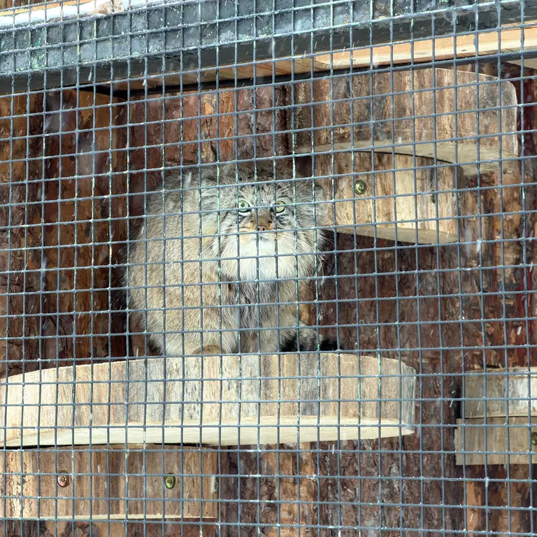 A photograph of Shu in Leningrad zoo