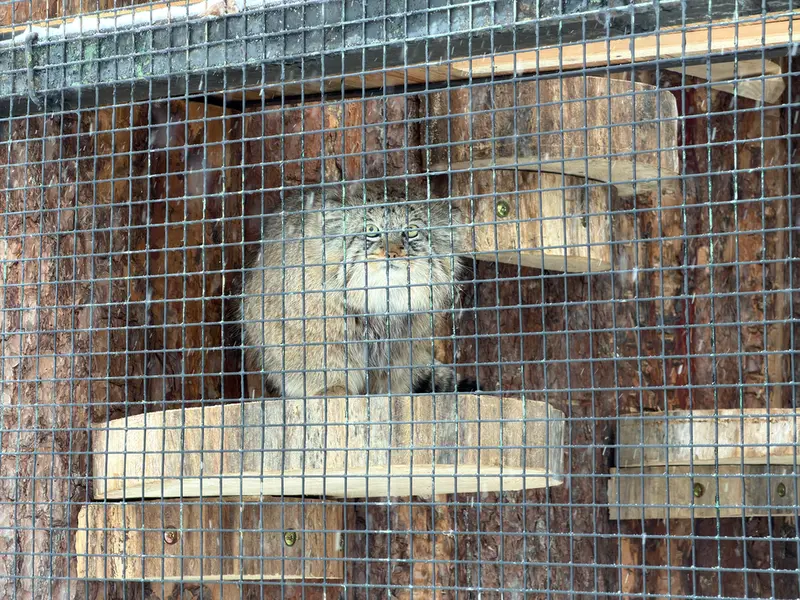 A photograph of Shu in Leningrad zoo