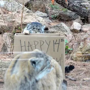 A photograph of Nadia and Red in Cheyenne Mountain Zoo