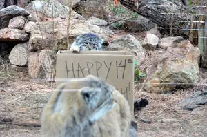 A photograph of Nadia and Red in Cheyenne Mountain Zoo