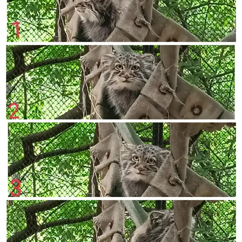 A photograph of a Pallas's cat in Novosibirsk Zoo
