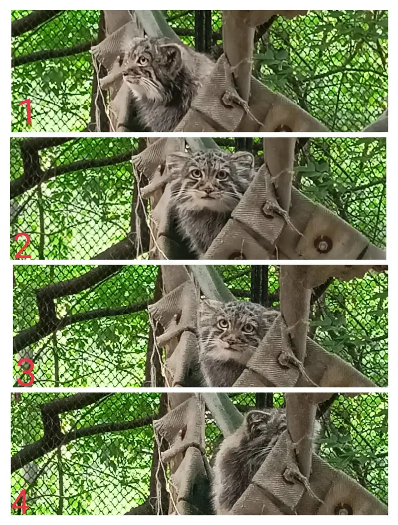 A photograph of a Pallas's cat in Novosibirsk Zoo