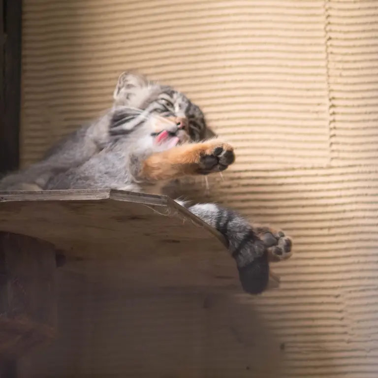 A photograph of Hide in Asahiyama Zoo