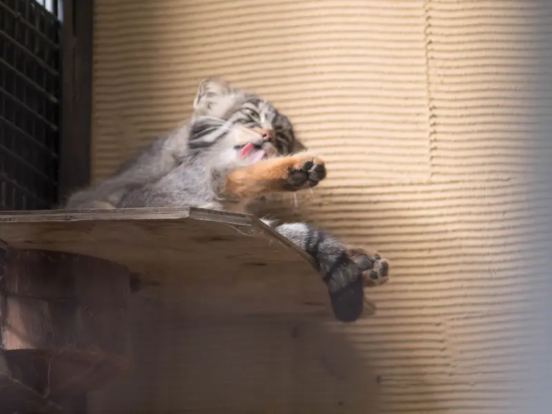 A photograph of Hide in Asahiyama Zoo