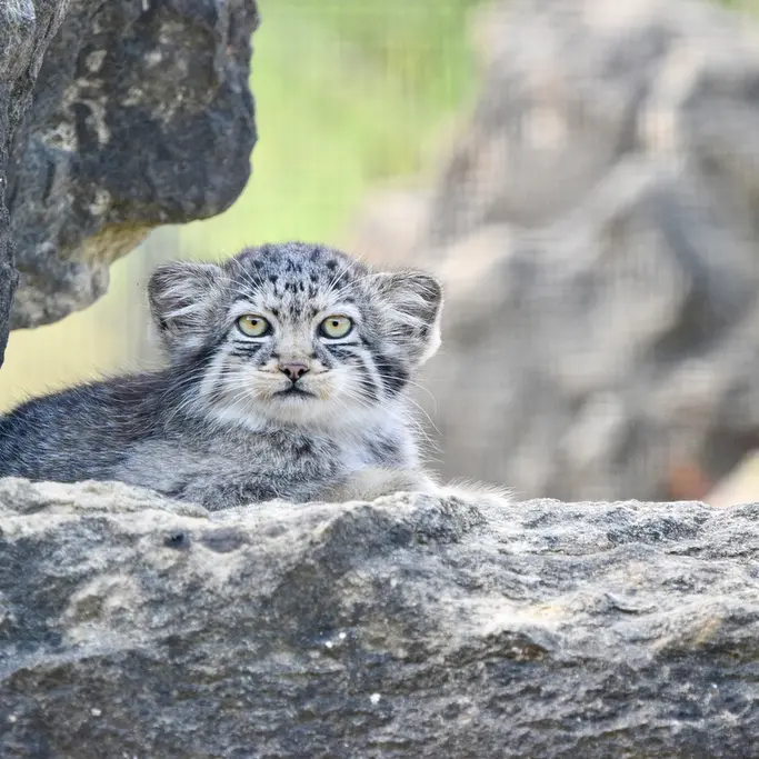 A photograph of a Pallas's cat in Port Lympne Wild Animal Park