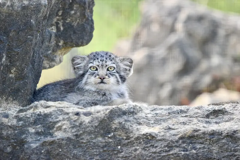 A photograph of a Pallas's cat in Port Lympne Wild Animal Park