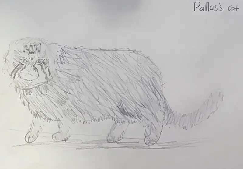 drawing of a manul