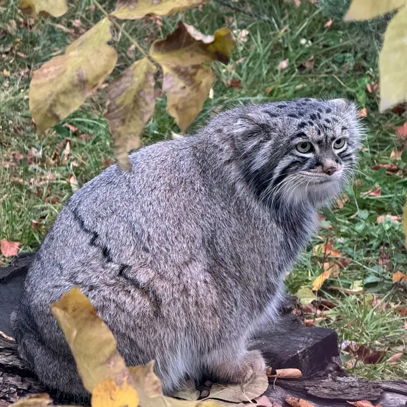A photograph of Timofey in Moscow zoo