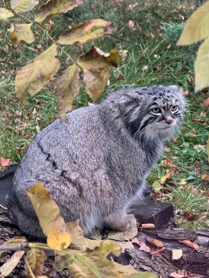A photograph of Timofey in Moscow zoo