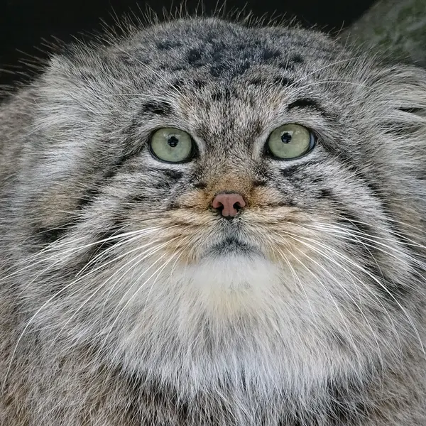 A photograph of Bjorn in Riga Zoo