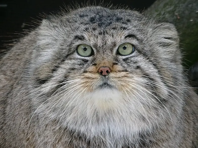 A photograph of Bjorn in Riga Zoo