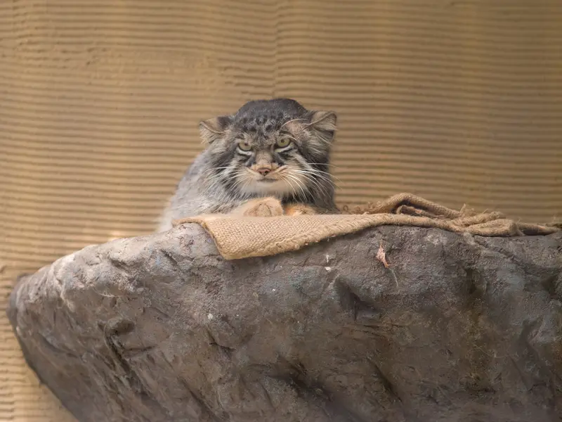 A photograph of Hide in Asahiyama Zoo