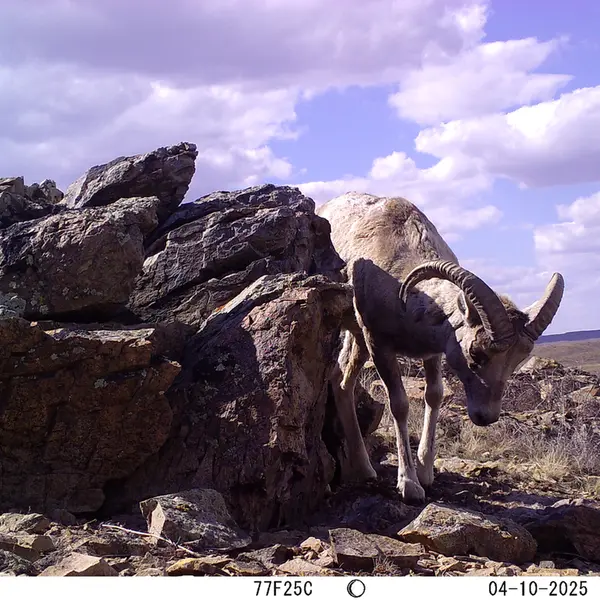 A photograph of Argali from Karashoky camera trap