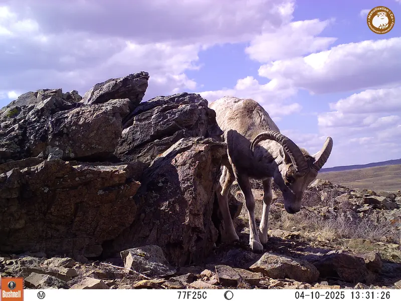 A photograph of Argali from Karashoky camera trap