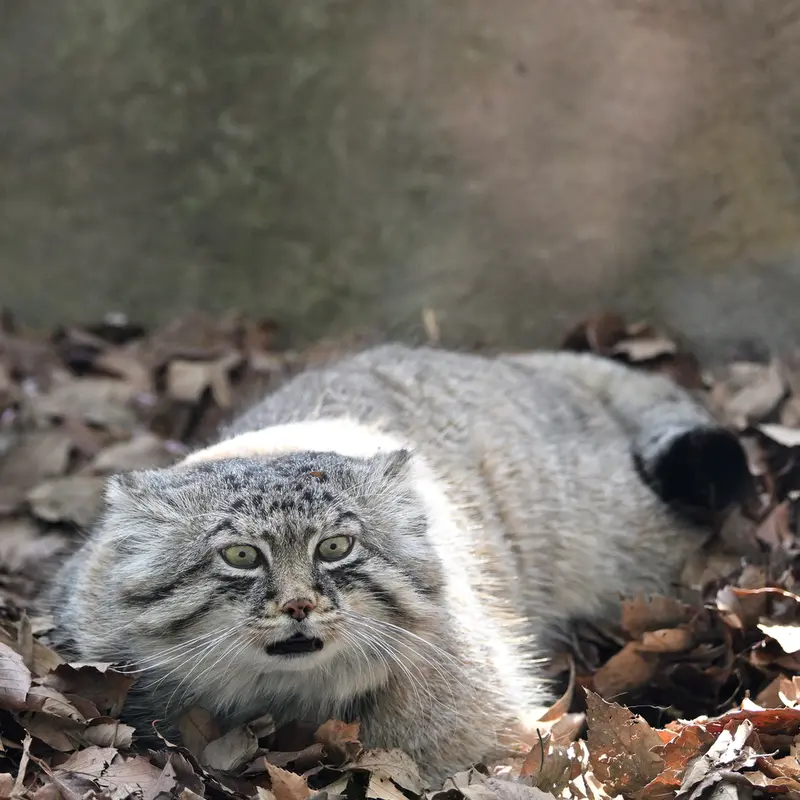 A photograph of Lotos in Saitama Children's Zoo