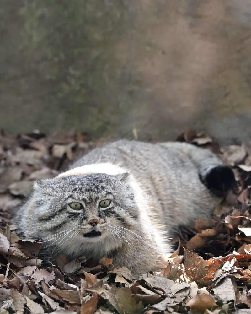 A photograph of Lotos in Saitama Children's Zoo