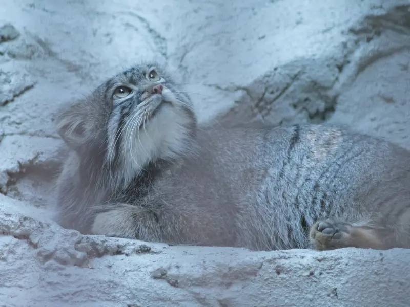 A photograph of Figa in Nogeyama Zoo