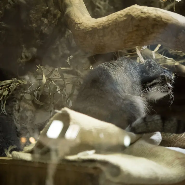 A photograph of Klyon in Ueno Zoological Gardens